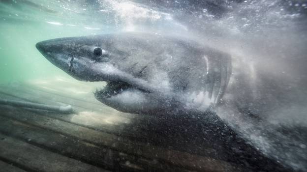 大白鲨成为第二横渡大西洋的鲨鱼，现在离英国比离美国更近