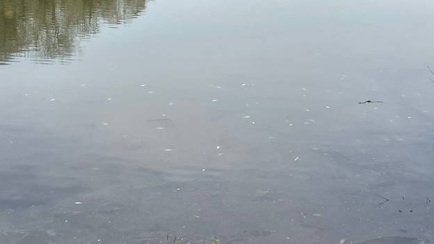 在英国湖中污染造成的数百条鱼