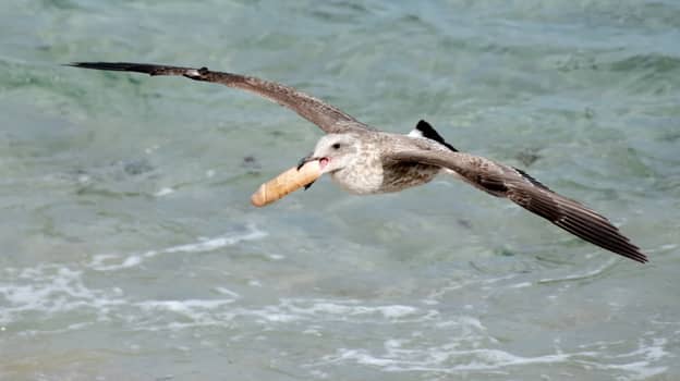 野生动物摄影师震惊地找到了一群海鸥玩假阳具