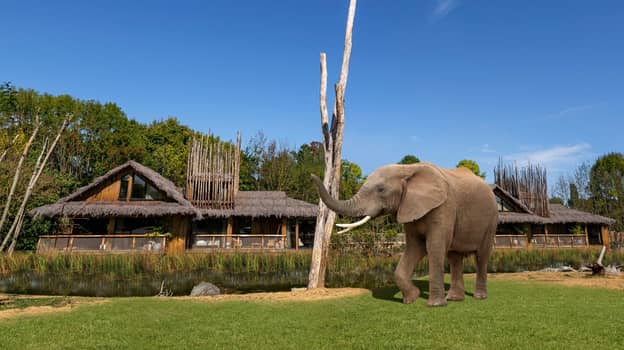您很快就可以留在英国野生动物园小屋，看看房间的大象