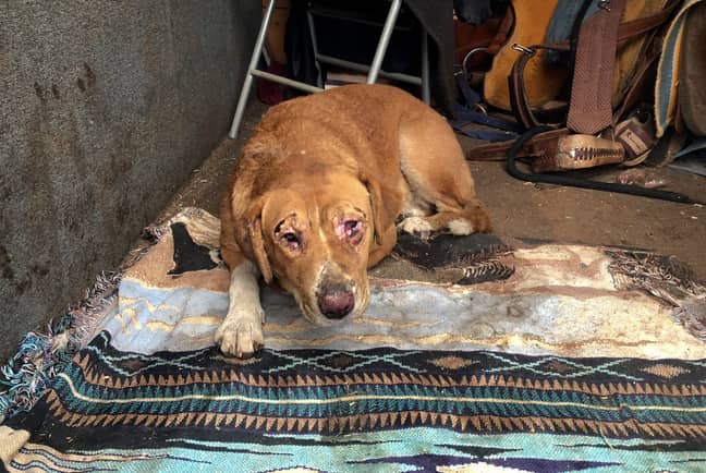 希洛（Shiloh）是一名两岁的金毛寻回犬，在加利福尼亚州的天堂发生野火后烧伤。信用：PA