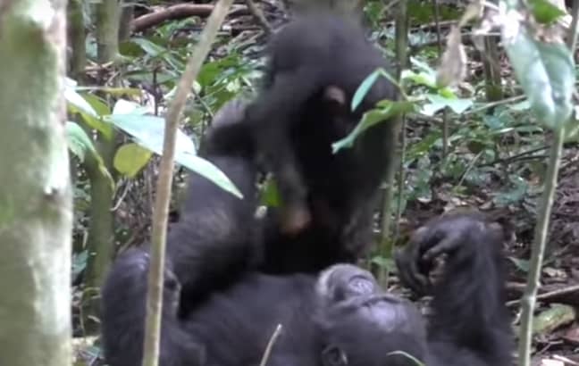 学分：太极黑猩猩项目