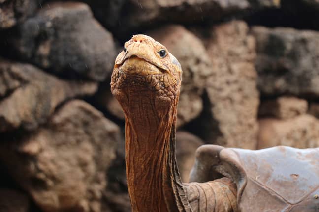 据报道，迭戈已经育有800乌龟。学分：AP/Shutterstock