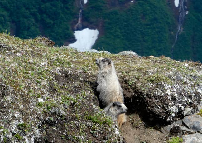 敦促人们报告目击病或死亡的marmot。信用：PA
