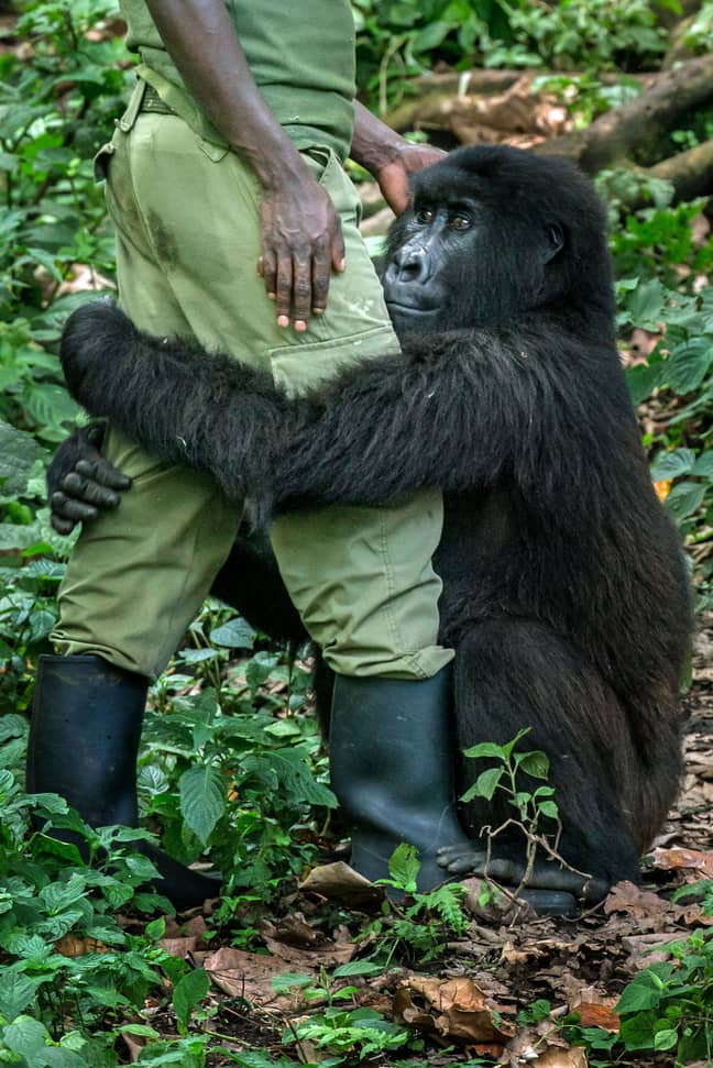 大猩猩与看守人互动