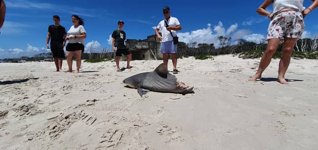 在比尔比岛之旅中，游客遇到了死鲨。图片：G'Day冒险之旅