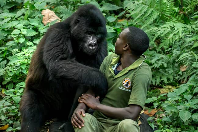 大猩猩拥抱人类看守人