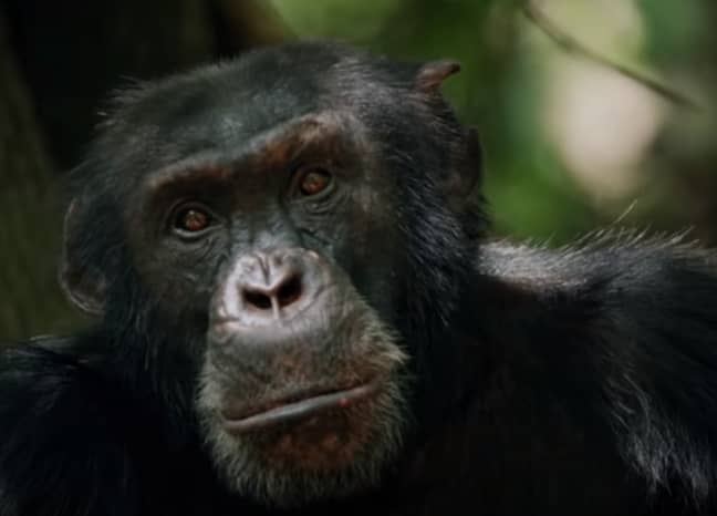 大卫·阿滕伯勒爵士的“王朝”的黑猩猩大卫。学分：BBC