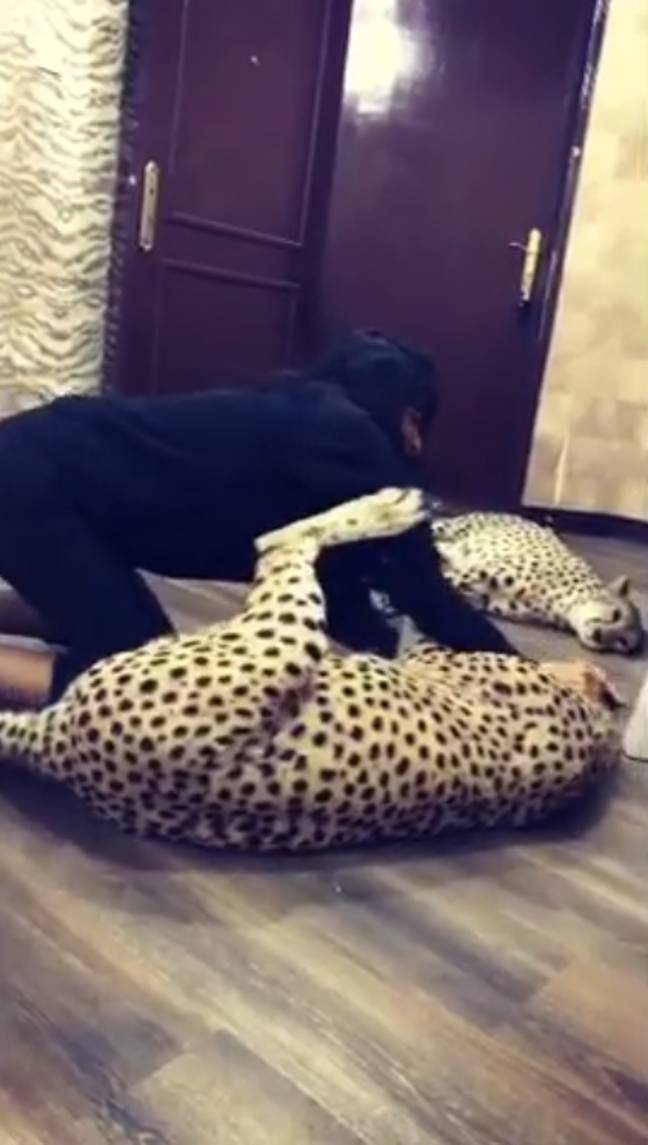 jabar在Instagram视频中玩她的两个猎豹。信用：Instagram / @ i_love_my_cheetah“loading=
