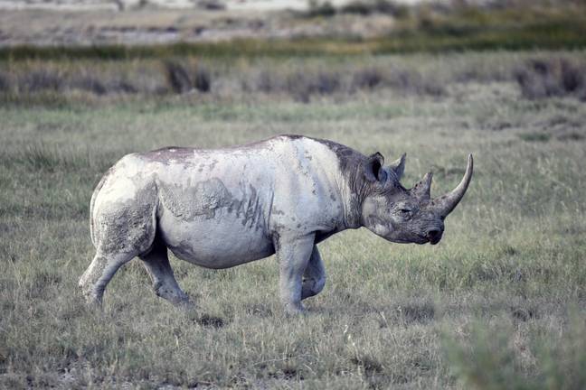 纳米比亚埃托沙国家公园里的一只极度濒危的黑犀牛。信贷:爸爸”loading=