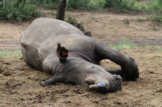 躺在地上的一个麻醉白色犀牛在Phinda自然保护区，南非