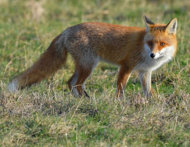 一只红狐狸站在草地上的阳光下。信用：PA