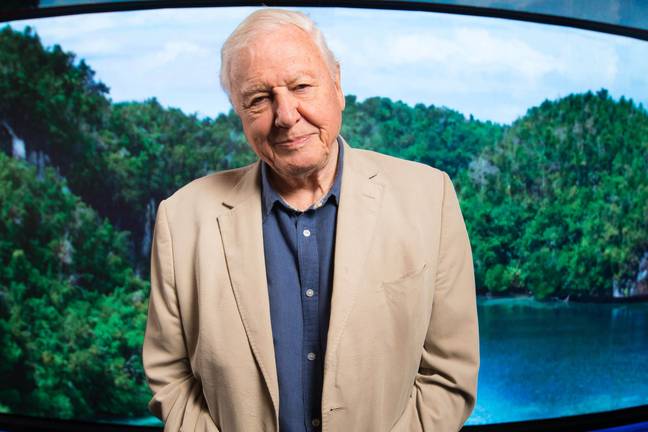 David Attenborough今年95岁，他仍然没有驾驶执照的信用：PA