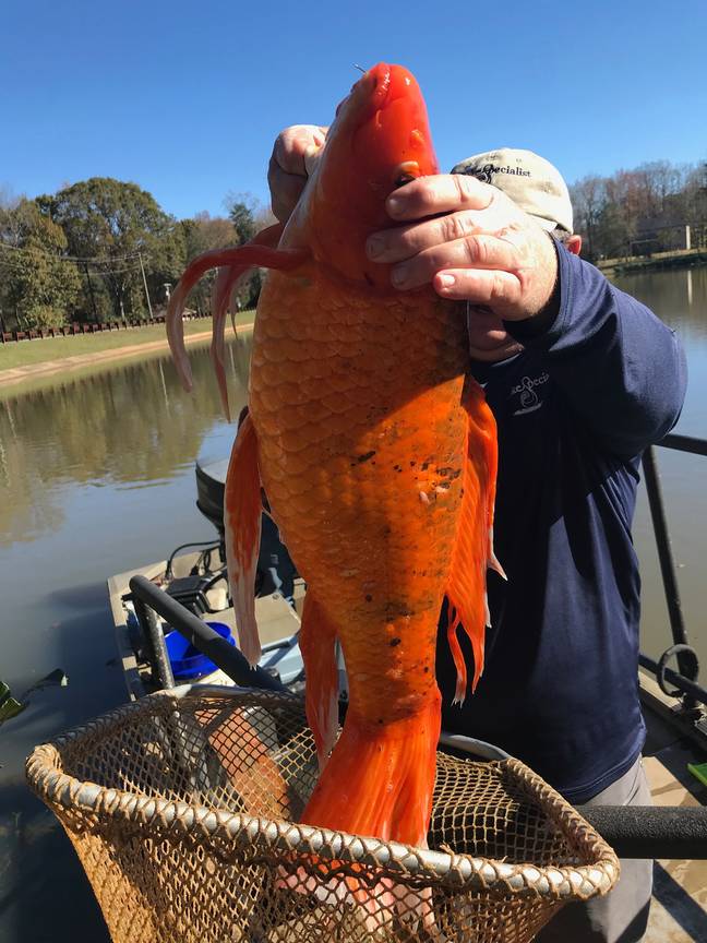 在湖的常规检查期间发现了大规模的“金鱼”。信用：绿威
