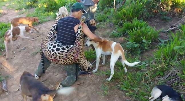 图片显示的是Temistocles Barbosa Freire和一只被杀的美洲虎。信贷:岑
