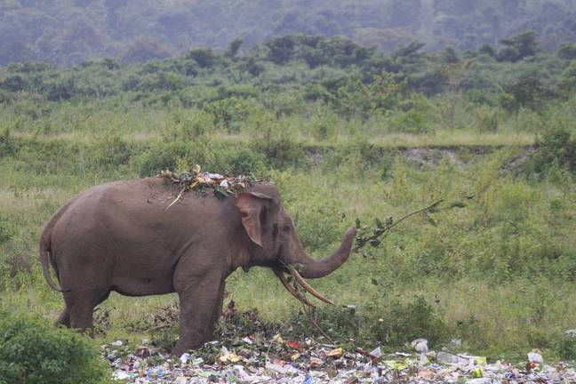 可以看到大象在“吃塑料零食”。信贷：餐饮