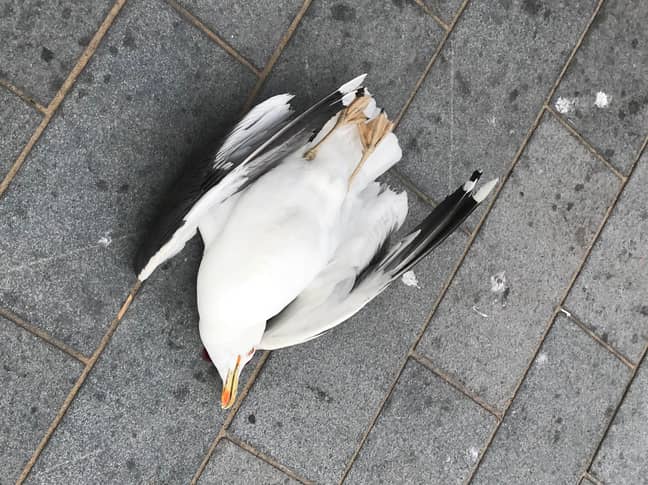 这只鸟被砸在墙上后死亡。图片来源：纽约