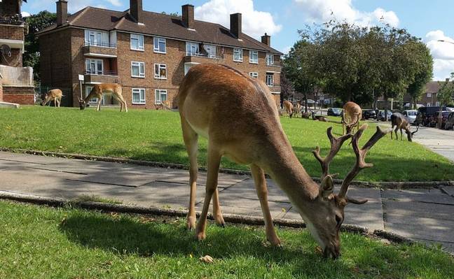 鹿被发现在伦敦庄园的草坪上蔓延。信誉：肯尼迪新闻必威备用网