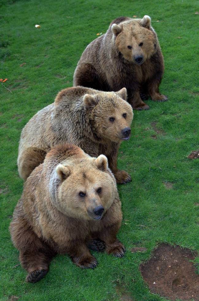 在鞭子动物园的三只棕熊：雪白，睡觉的美容和灰姑娘。信用：南德床新闻机构必威备用网