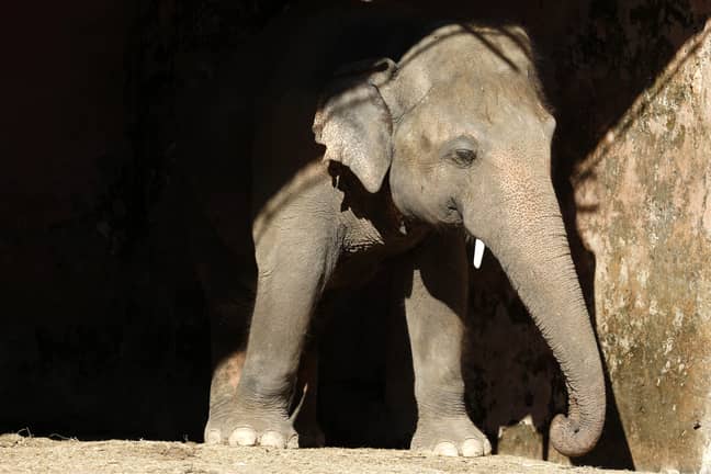 大象卡瓦恩已经被转移到柬埔寨。信用：PA