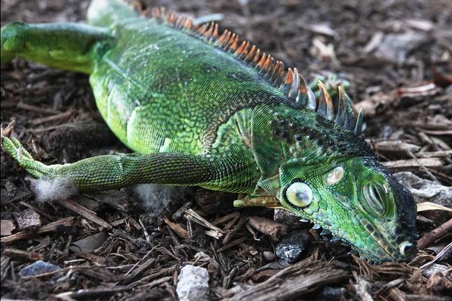 低温可能导致南佛罗里达州的Iguanas成为休眠，出现死亡。信用：PA