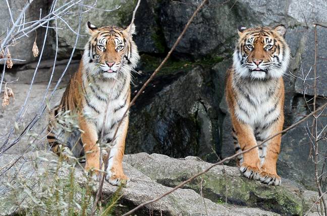 储蓄图象两个苏门答腊老虎。信用：PA
