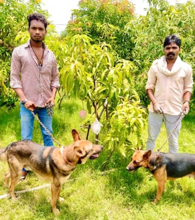 他们聘请了一个特殊的安全团队来保护芒果。信用：Sankalp Singh Parihar