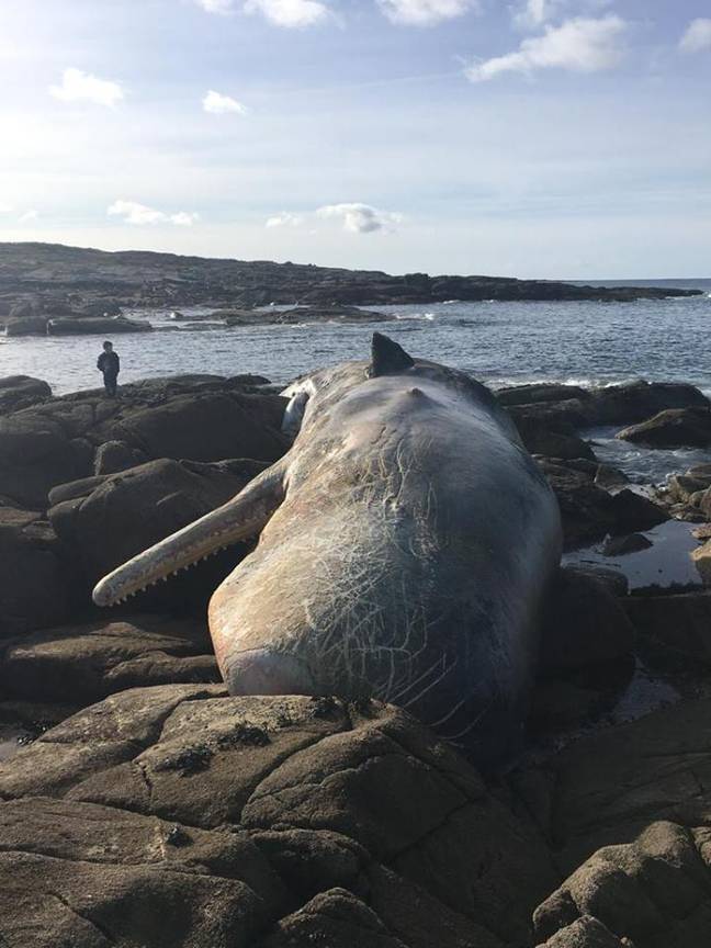 据信这只40英尺的庞然大物在海滩之前死亡。信用：Galway IDWG
