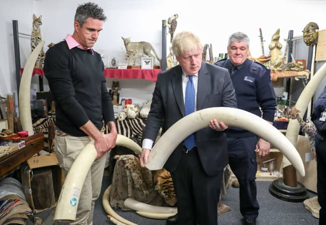 Kevin Pietersen和前外交秘书鲍里斯约翰逊在访问希思罗“死棚”，以查看缉获的象牙和犀牛角，以及与非法野生动物贸易有关的其他物品
