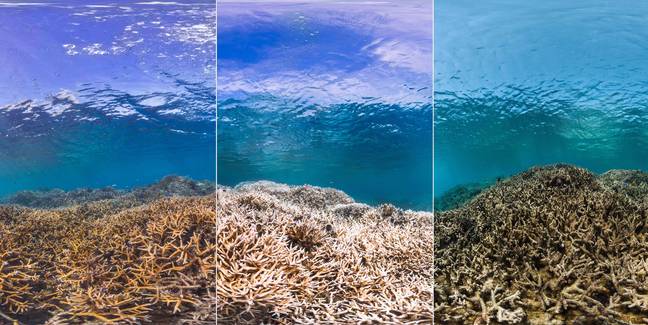 在大堡礁珊瑚银行信贷之前和之后：海洋代理/ XL汀林海景调查