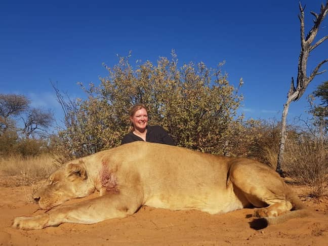 卡罗琳·卡特（Carolyn Carter）与其中一只狮子。信用：Facebook/Legelela Safaris