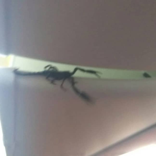 在飞机上拍摄了现场蝎子。信用：病毒式压力