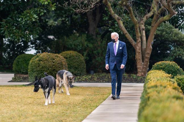 目前还不清楚这些狗是否或何时会返回白宫。信贷:爸爸