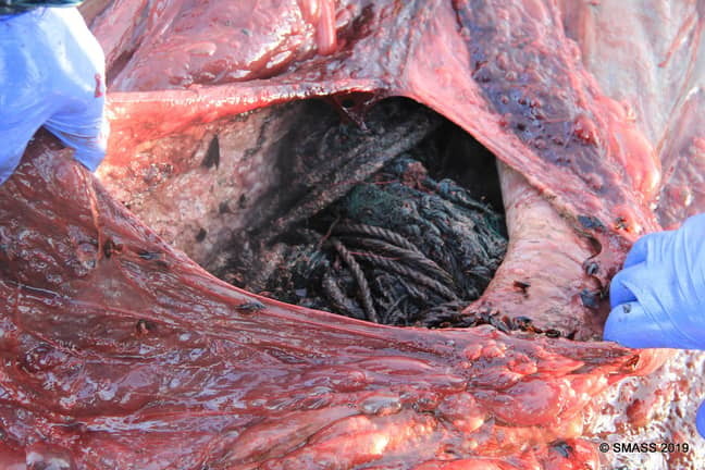 海洋生物学家削减了睁开死鲸，发现它的胃被垃圾包装。信贷：苏格兰海洋动物绞线计划