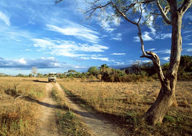 坦桑尼亚的塞洛斯野生动物保护区。信贷:爸爸
