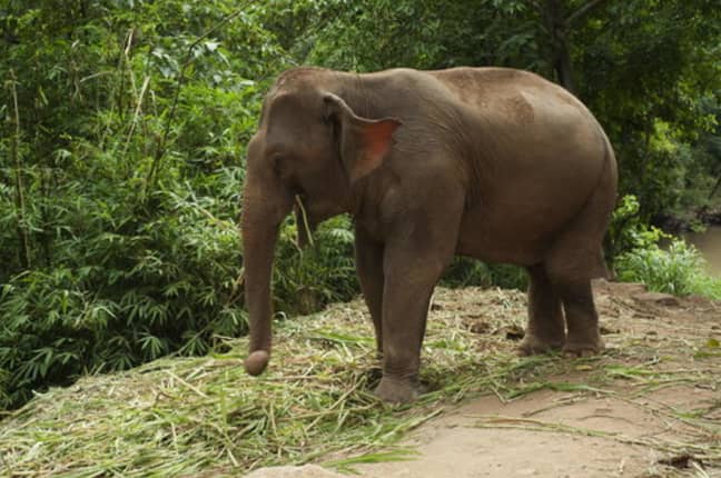 大象在锁定中收回了泰国一个受欢迎的国家公园。信用：PA