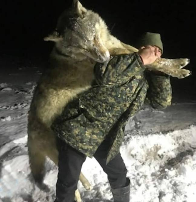 俄罗斯一只大灰狼被射杀。信贷:简明新闻必威备用网