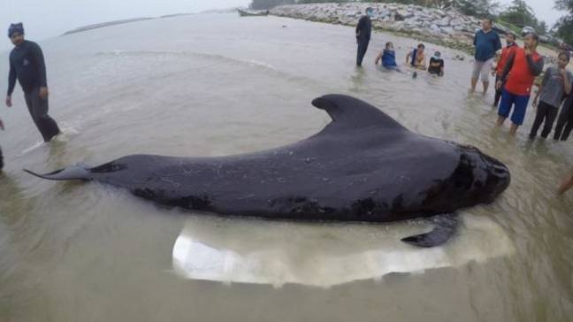 人们试图让鲸鱼到岸边才能得到塑料，但它不起作用。信用：Getty.
