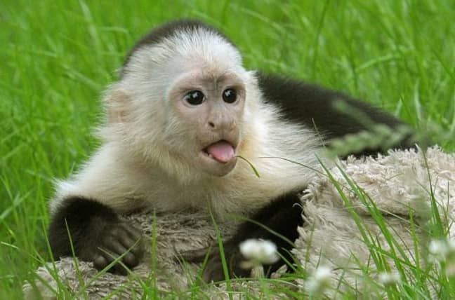 白头头尾卷马利（Mally）坐在塞伦盖蒂（Serengeti）的新猴子露天围墙的草地上。信用：PA