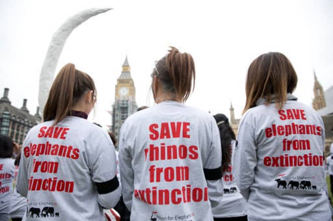 来自英国大象行动的数百名激进分子在伦敦议会广场进行了无声抗议，以提高人们对偷猎危机的认识。信用：PA