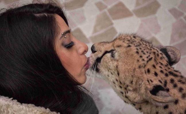 与她的宠物猎豹的Jaber。信用：Instagram / @ i_love_my_cheetah“loading=