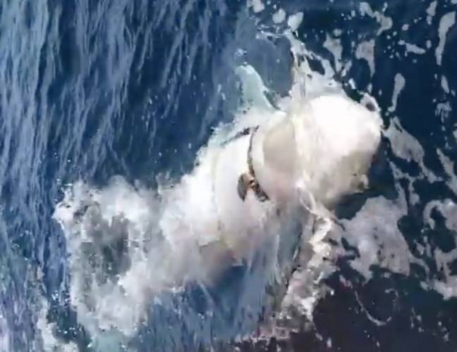 当渔民发现束缚鲸鱼时，渔民被惊呆了。学分：NRK