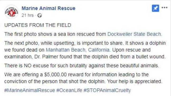 信用：Facebook/海洋动物救援