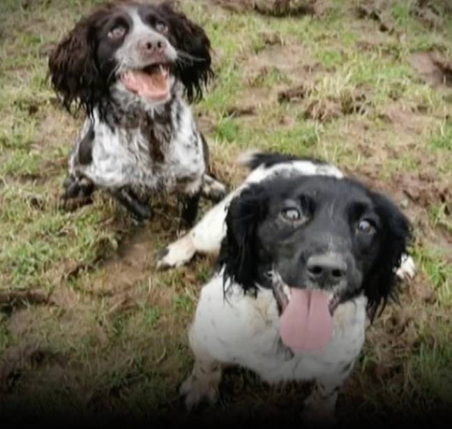 许多狗现在已经被归还给了它们的合法主人。资料来源:威尔士新闻社必威备用网