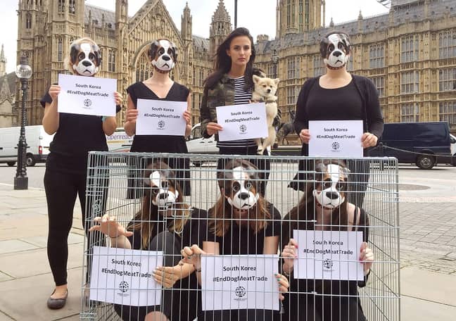抗议者敦促英国政府鼓励韩国结束狗肉贸易。信用：PA