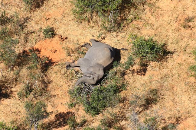 已经对津巴布韦11只大象的死亡原因进行了调查。信用：Shutterstock