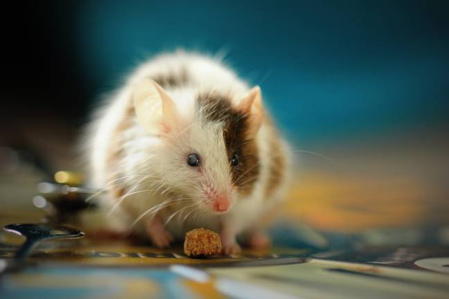 David Attenborough害怕老鼠的信用：未加注/桑迪马尔