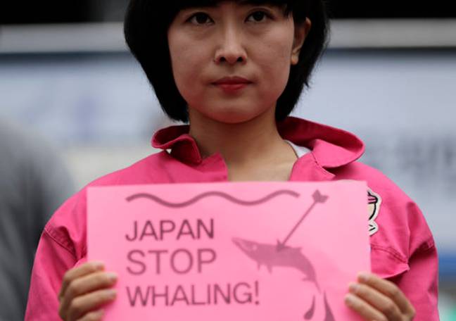 公民集团的一名成员在反对日本商业捕鲸的集会期间举行了标志。学分：PA