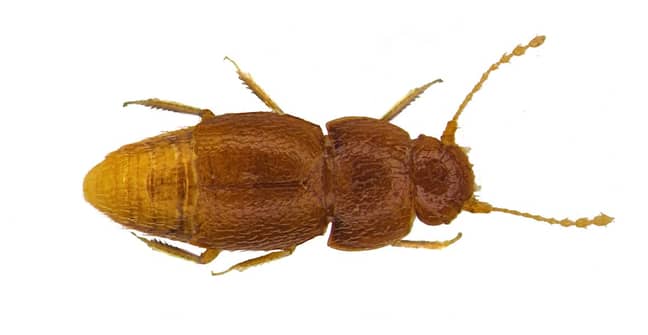 格雷塔（Greta）也以一种新的甲虫命名。信用：自然历史博物馆