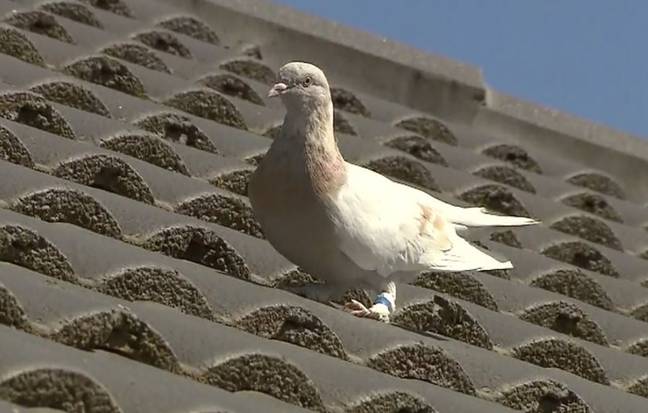 据报道，澳大利亚当局正在考虑消灭这只鸽子。信贷:频道9